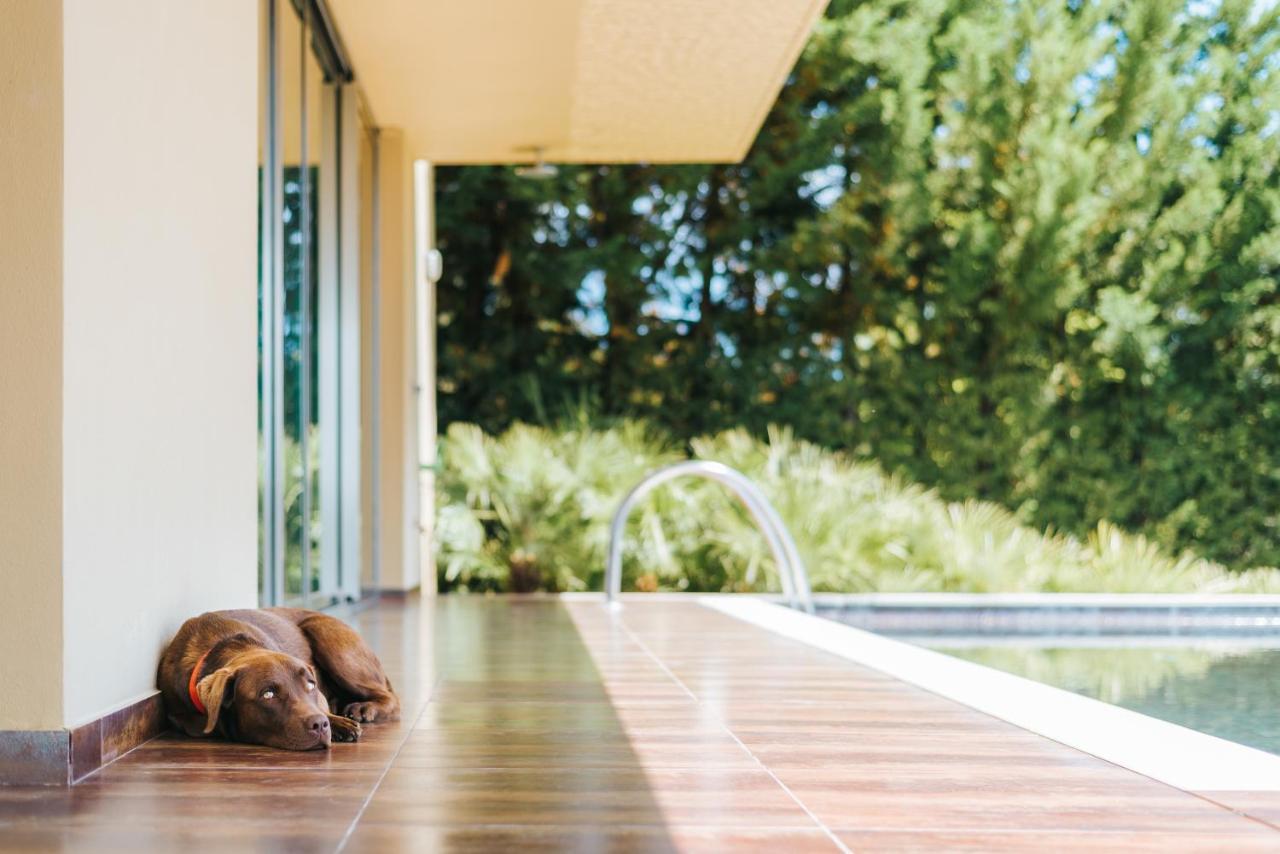 Ap Lago Montargil - Conference & Spa Luaran gambar The photo shows a brown dog lying on a tiled patio beside a swimming pool. The patio is partially shaded by a modern building, and there are green trees visible in the background, indicating a pleasant outdoor setting. The dog appears relaxed and is 